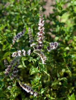 Pfefferminze  Mentha spicata