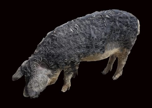 Wollschwein, Sus scrofa f. domestica, Mangalica