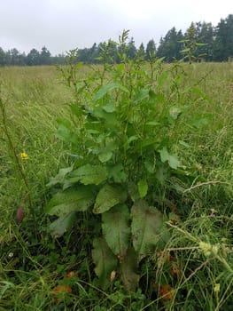 Krauser Ampfer, Rumex crispus