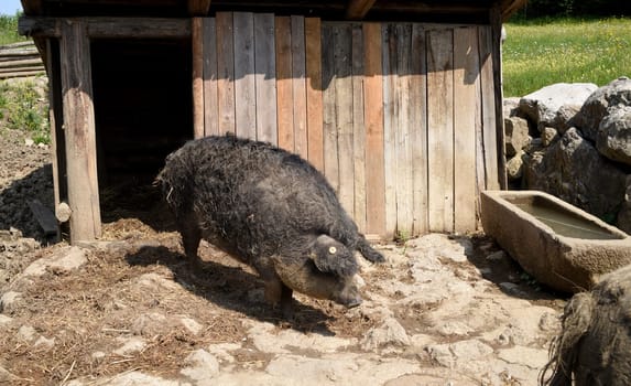 Wollschwein, Sus scrofa, Mangalica
