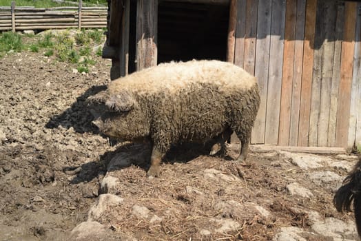 Wollschwein, Sus scrofa, Mangalica