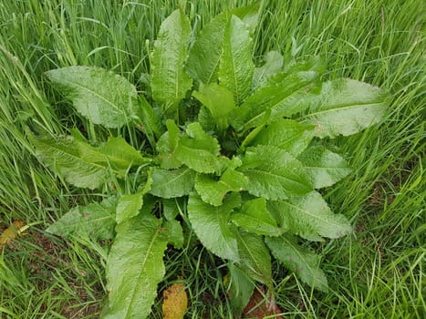 Krauser Ampfer, Rumex crispus  Sproessling