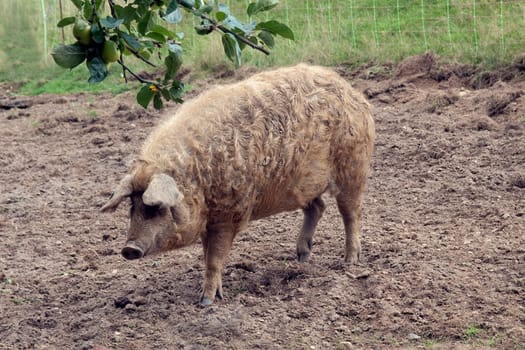 Wollschwein, Mangalica, Arche-Hof, Bedrohte, gefaehrdet