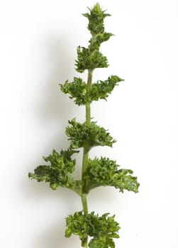 Pfefferminze  Mentha spicata  Krauseminze, Heilpflanzen
