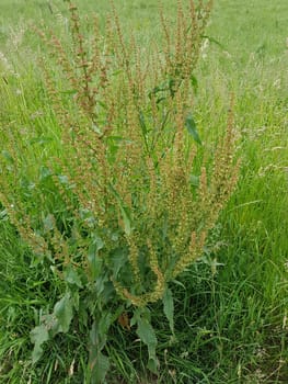 Krauser Ampfer, Rumex crispus