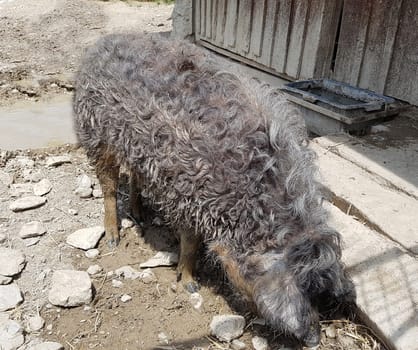Wollschwein, Sus scrofa f. domestica, Mangalica