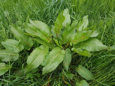 Krauser Ampfer, Rumex crispus  Sproessling