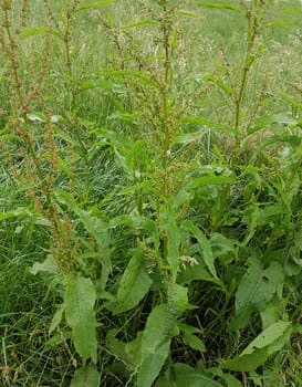 Krauser Ampfer, Rumex crispus