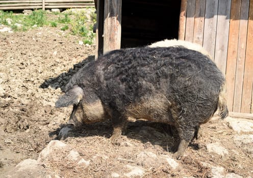 Wollschwein, Sus scrofa, Mangalica