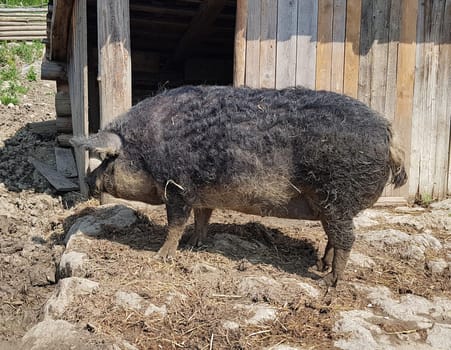 Wollschwein, Sus scrofa, Mangalica