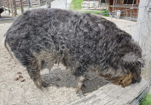 Wollschwein, Sus scrofa f. domestica, Mangalica