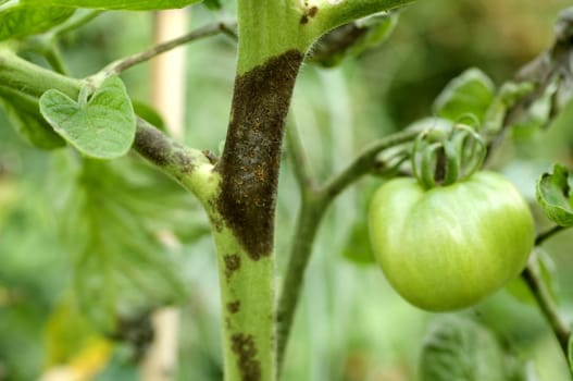 Krautfaeule  Braunfaeule, Tomaten