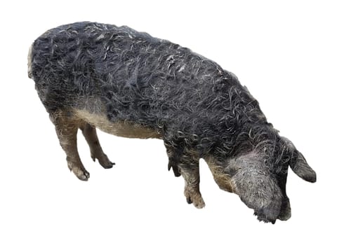 Wollschwein, Sus scrofa f. domestica, Mangalica