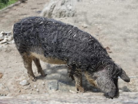 Wollschwein, Sus scrofa f. domestica, Mangalica