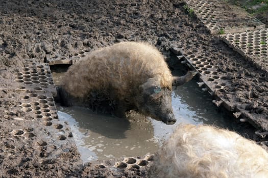 Wollschwein, Mangalica, Arche-Hof, Bedrohte