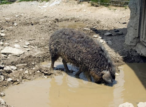 Wollschwein, Sus scrofa f. domestica, Mangalica