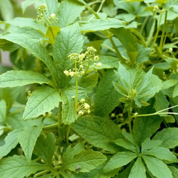 Kreisbeutel, Cyclanthera petata
