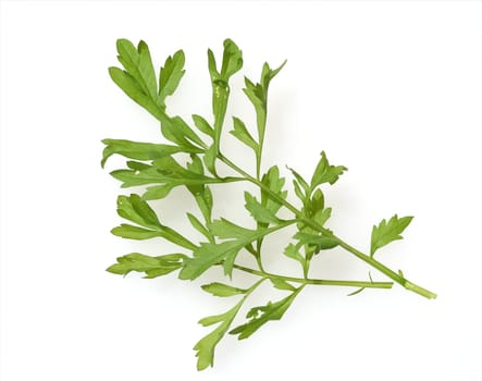Gartenkresse, Lepidium Sativum