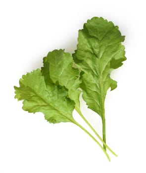 Gartenkresse, Lepidium Sativum, ist eine wichtige Heil- und Medizinalpflanze. Das Kuechenkraut wird auch in der Frankfurter Gruene Sosse verwendet. Garden cress, Lepidium sativum, is an important medicinal and medicinal plant. The herb is also used in the Frankfurt green sauce.