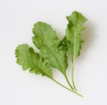Gartenkresse, Lepidium Sativum, ist eine wichtige Heil- und Medizinalpflanze. Das Kuechenkraut wird auch in der Frankfurter Gruene Sosse verwendet. Garden cress, Lepidium sativum, is an important medicinal and medicinal plant. The herb is also used in the Frankfurt green sauce.