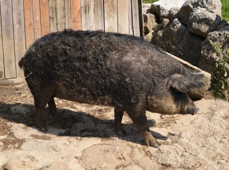 Wollschwein, Sus scrofa, Mangalica