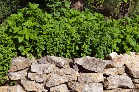 Trockenmauer, Kuechenkraeuter
