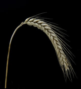 Wintertriticale, Triticosec