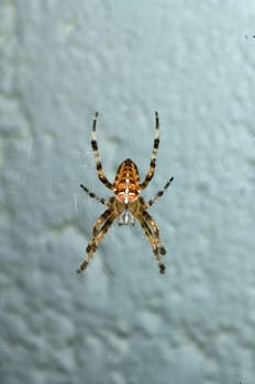 Kreuzspinne  Arachnida