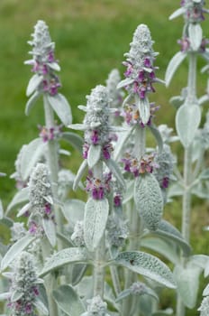 Wollziest, Stachys, byzantina, Eselsohr