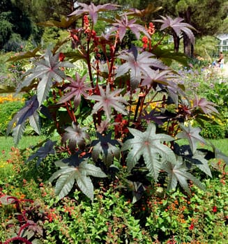 Wunderbaum, Rizinus