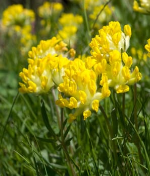 Wundklee, Anthyllis vulneraria
