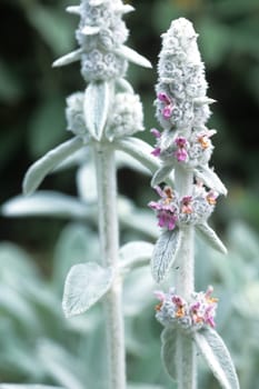 Woll-Ziest  Eselsohr  Ziest  Stachys byzantina
