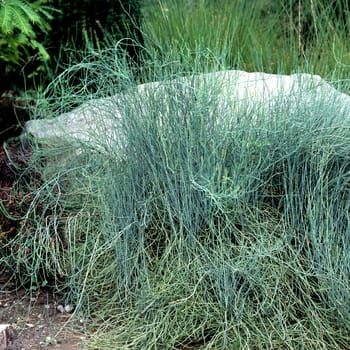 Kriechendes Meertraeubel  Meertraeubel  Ephedra gerardiana
