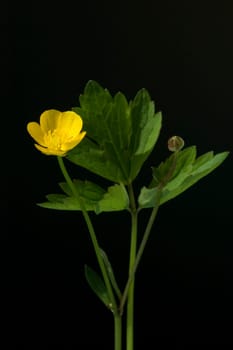 Kriechende Hahnenfuss  Hahnenfuss  Ranunculus repens