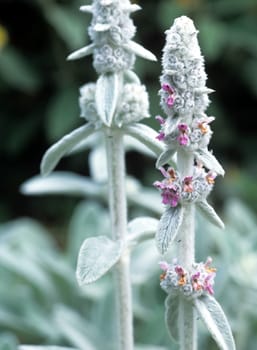 Wollziest, Stachys, byzantina, Eselsohr