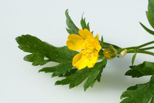 Kriechender Hahnenfuss  Ranunculus repens