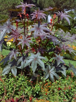 Wunderbaum, Rizinus  Ricinus Communis