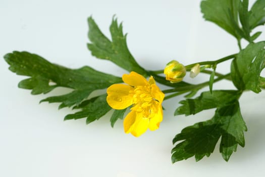 Kriechender Hahnenfuss  Ranunculus repens