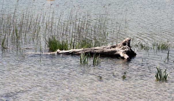 Wurzelstoecke, vor allem alte, sind dekorative Kleinbiotope in der Natur. Root stocks, especially old ones, are decorative small biotopes in nature.