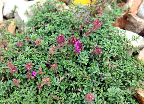Kriechender Thymian  Thymus praecox