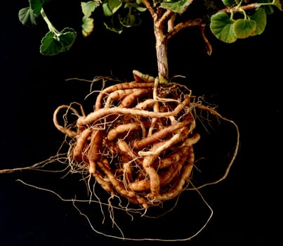 Umckaloabo, Pelargonium, reniforme, Wurzel