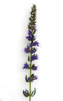 Ysop  Hyssopus officinalis