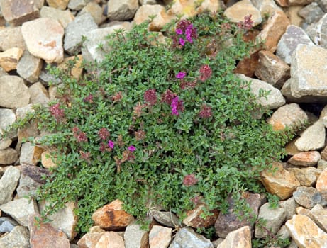 Kriechender Thymian  Thymus praecox