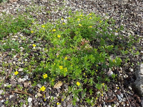 Kriechendes Fingerkraut, Potentilla reptans