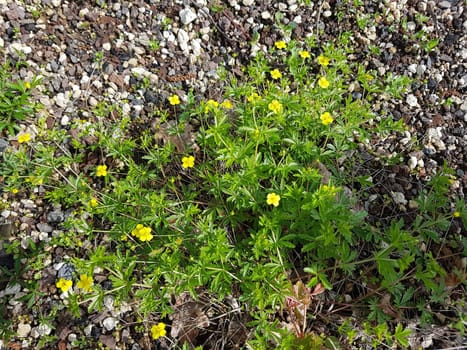 Kriechendes Fingerkraut, Potentilla reptans