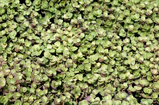Kriechendes Schoenpolster  Callisia repens