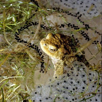Kroete, Bufo bufo, Erdkroete, Laich