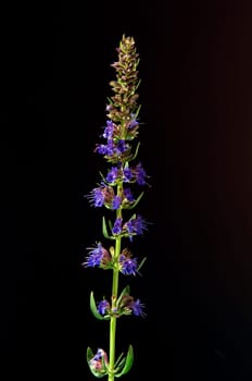 Ysop  Hyssopus officinalis
