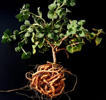 Umckaloabo, Pelargonium, reniforme, Wurzel