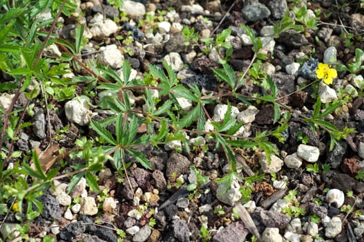 Kriechendes Fingerkraut, Potentilla reptans